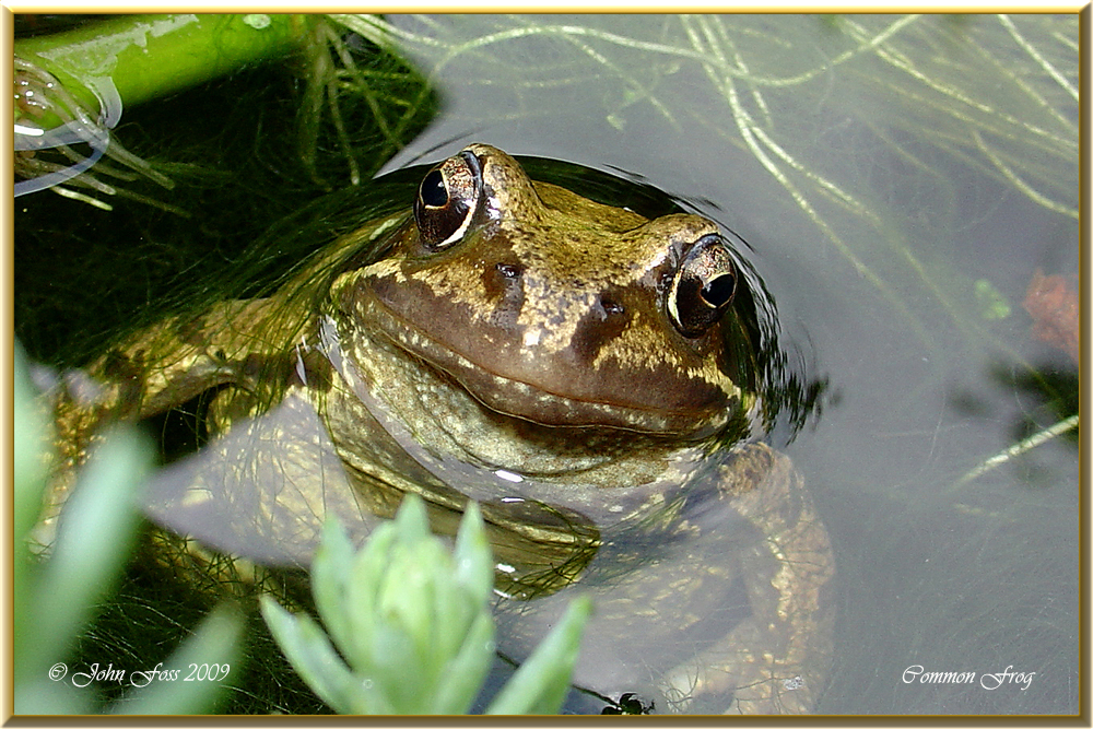 Common Frog John Foss Greaghnafarna Ballinaglera, Ireland